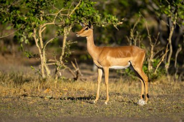 Dişi impala çalıların yanında duruyor.