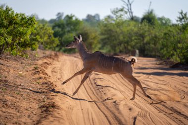 Dişi daha büyük kudu toprak yolda zıplıyor