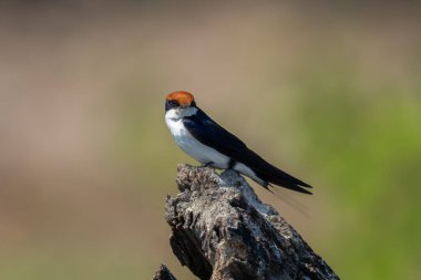 Ağaç kütüğünde feneri olan tel kuyruklu kırlangıç.