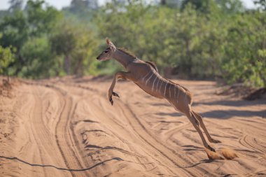 Genç kudu kumlu yolda zıplıyor