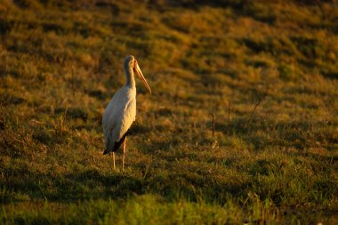 Sarı gagalı leylek topak topak çimlerde gün doğumunda