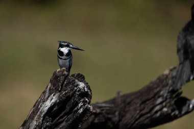 Pied Kingfisher guano kaplı ağaçta fener ile