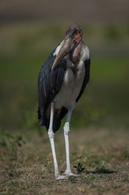Çimenli taşkın ovasında fenerli marabut leyleği