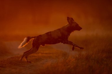 Şafakta Afrika vahşi köpeği karşıdan karşıya geçiyor.