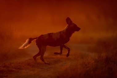 Afrika vahşi köpeği gün doğumunda karşıya geçer.