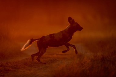 Afrika vahşi köpeği şafakta yola çıkar.
