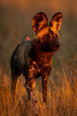Afrika vahşi köpeği uzun otların arasında duruyor.