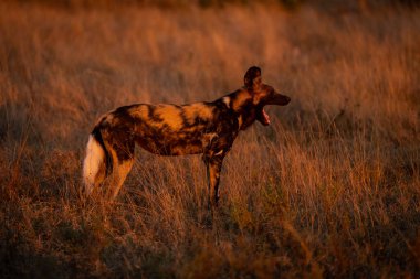 Afrika vahşi köpeği şafakta esniyor.