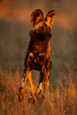 Yakalayıcı ışıkları olan Afrika vahşi köpeği sıçrıyor