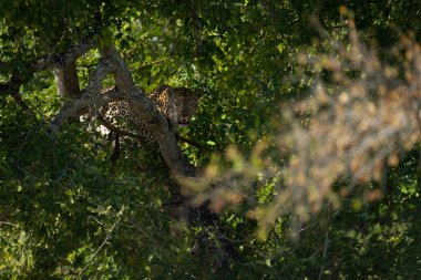 Dişi leopar ağaçta çömelmiş kamerayı izliyor.