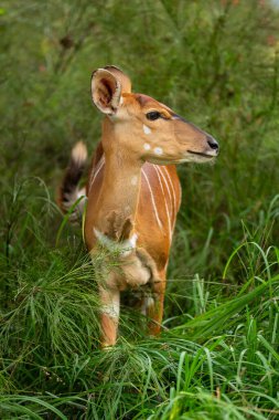 Dişi nyala çiçekli yatakta dikiliyor.