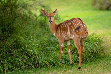 Dişi nyala bahçede durur ve arkasına bakar.