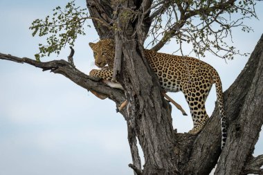 Erkek leopar Impala ile ağaçta duruyor.