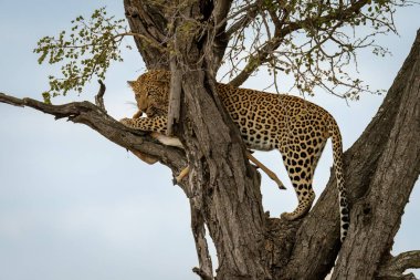 Erkek leopar ağaçta durur ve impala yer.