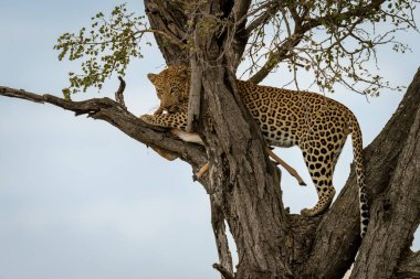 Erkek leopar elinde impala tutarak ağaçta duruyor.
