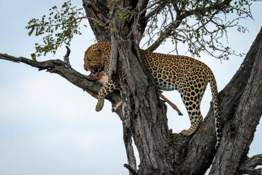 Erkek leopar ağaç kemiren impala 'da duruyor.
