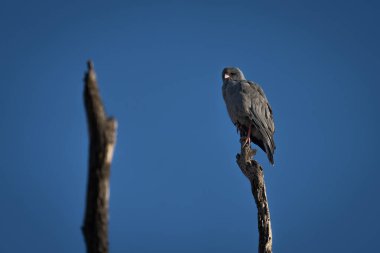 Kara ilahi söyleyen, kütüğünde fener olan bir atmaca.