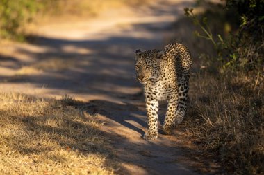 Dişi leopar gün ışığında yolda yürüyor.