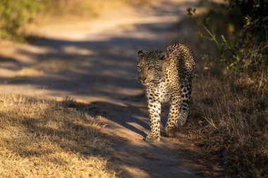 Dişi leopar gün ışığında yolda yürüyor.
