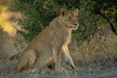 Aslan kısa çimenlerde fenerlerle oturur.