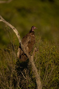 Ölü ağaçtaki kapüşonlu akbaba profili