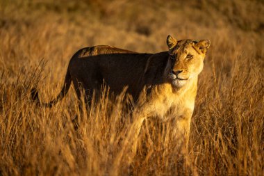 Elinde fener olan dişi aslan başını çeviriyor.