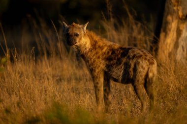 Benekli sırtlan kameraya doğru bakıyor.