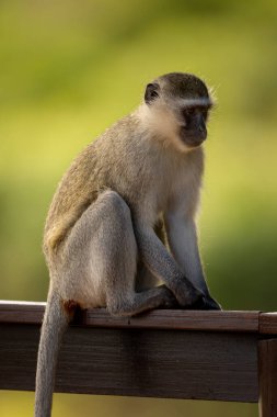 Vervet maymunu gölgede oturur