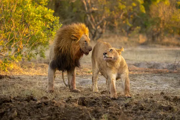 Dişi aslan, açık alanda erkeğin yanına uzanır.