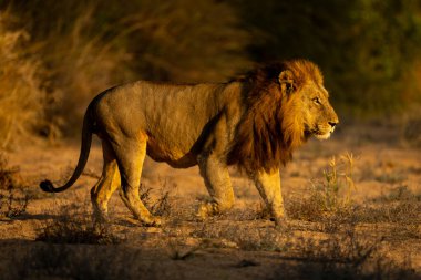 Erkek aslan, yakut ışığıyla kurumuş nehir yatağını geçiyor.