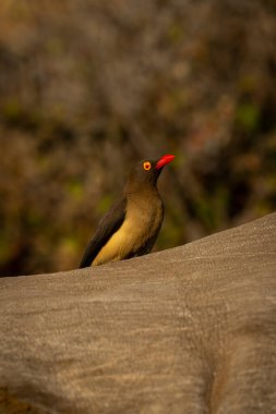 Kırmızı gagalı öküzçeli beyaz gergedandan kamera izliyor.