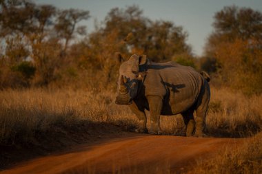 Kırmızı gagalı öküzkuşunun gölgesi beyaz gergedanın üzerine düşüyor.
