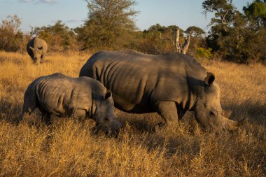 İki beyaz gergedan bir diğerinin yanından geçiyor.