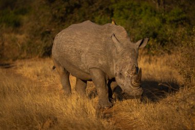 Beyaz gergedan yol boyunca yürür