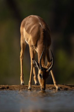 Genç erkek Impala su birikintisinden su içiyor.
