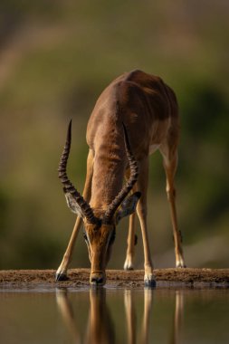 Genç erkek Impala su birikintisinin yanında durup içiyor.