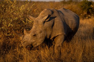Beyaz gergedan bozkırda yürüyor
