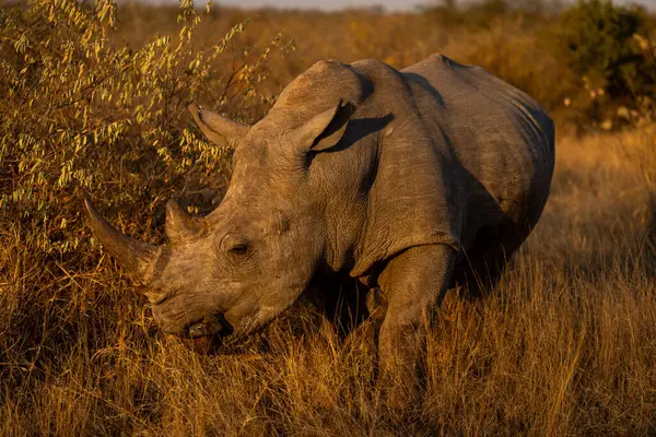Beyaz gergedan bozkırda yürüyor