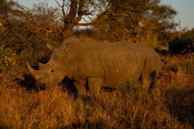 Beyaz gergedan çalıların arasında kafa kaldırıyor.
