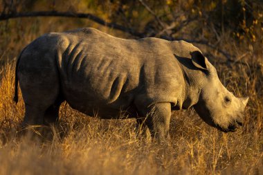 Beyaz gergedan kafasını kaldırıyor