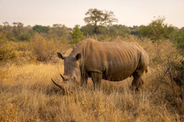 Beyaz gergedan çayırlarda otluyor.