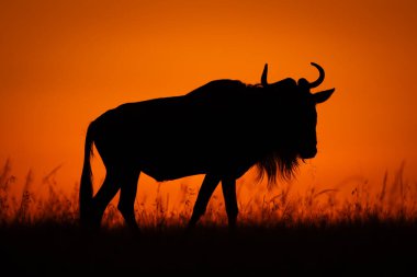 Mavi antilop gün doğumunda ufuk boyunca yürüyor.