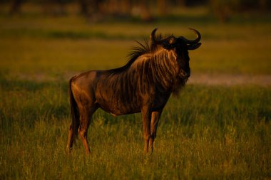 Mavi antilop gün batımında kamerayı izliyor.