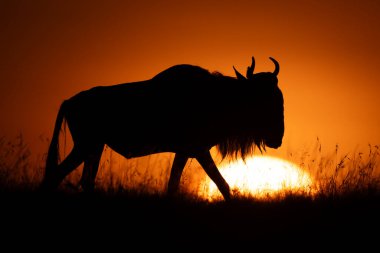 Mavi antilop şafakta ufukta yürüyor.
