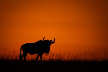 Mavi antiloplar gün doğumunda ufuk boyunca yürür.
