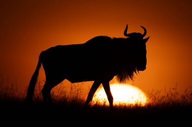 Mavi antilop şafakta ufukta yürüyor.