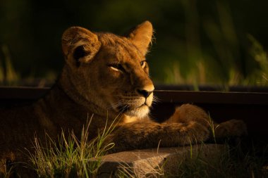 Demiryolu kenarında yatan aslan yavrusunun yakın çekimi.
