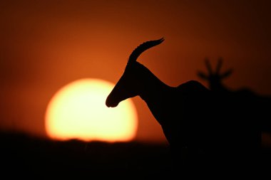 Topi silueti yükselen güneşe karşı yakın çekim