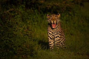 Dişi leopar yavrusu çalıların arasında oturur.