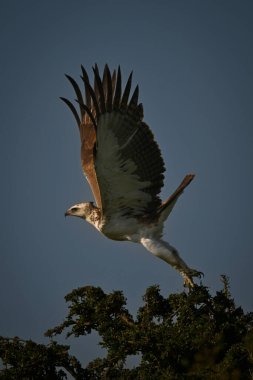 Genç savaş kartalı ağaç tepesinden havalanıyor.